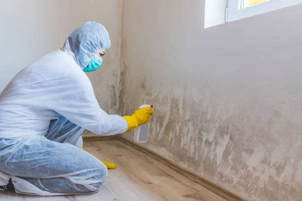 Licensed Mold Remediation service in Halifax, VA - WQB Mold Removal